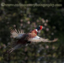 Ring Necked Pheasant in flight